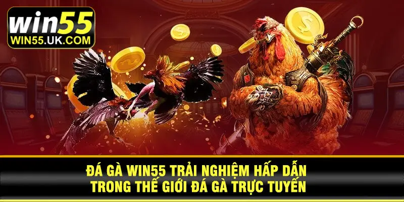 Đá Gà Win55 trải nghiệm hấp dẫn trong thế giới đá gà trực tuyến